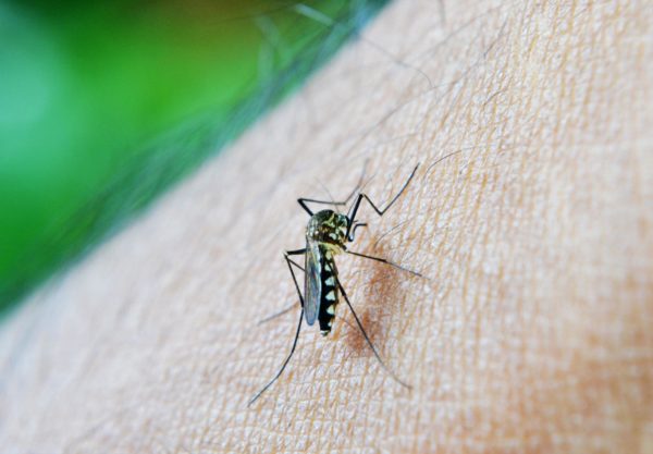Astuces pour se débarrasser des moustiques dans la maison